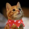 Kitten for Small Dogs Hat Christmas Pet Cosplay Cat Costume Cat Collar Pets Hat Pet Accessories