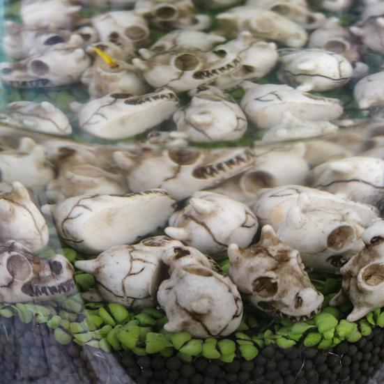 20 Pcs Dragon Skull Miniatures Mini Resin Dragon Skull Heads Decorative Dragon Skull Vase Fillers for Potted Plants Aquarium Garden Landscaping