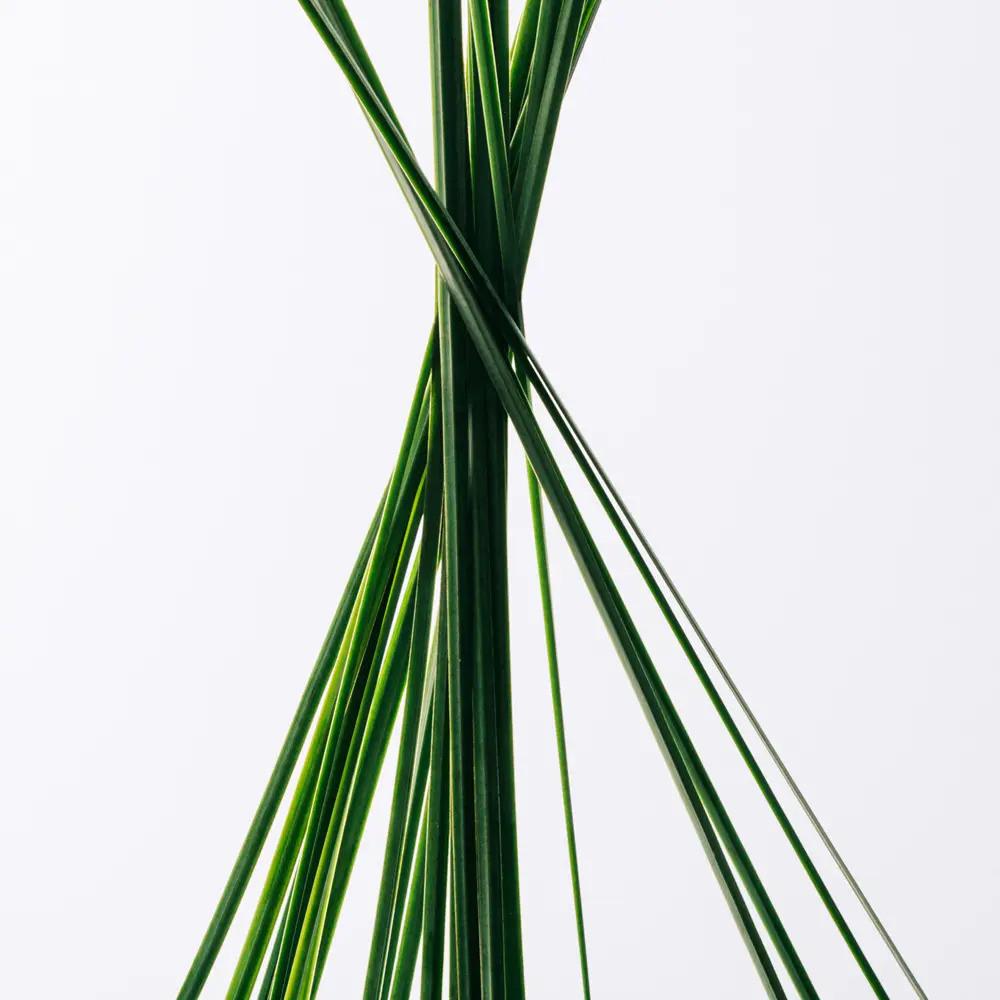 Loewe - Eau de Toilette Esencia 150 ml - 