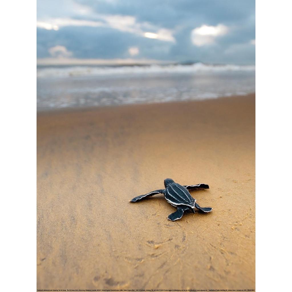 Graham Eaton Leatherback Turtle Hatchling Print