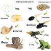 Animal Growth Cycle Simulation Toy Set: Solid Snail & Frog Models for Science Education