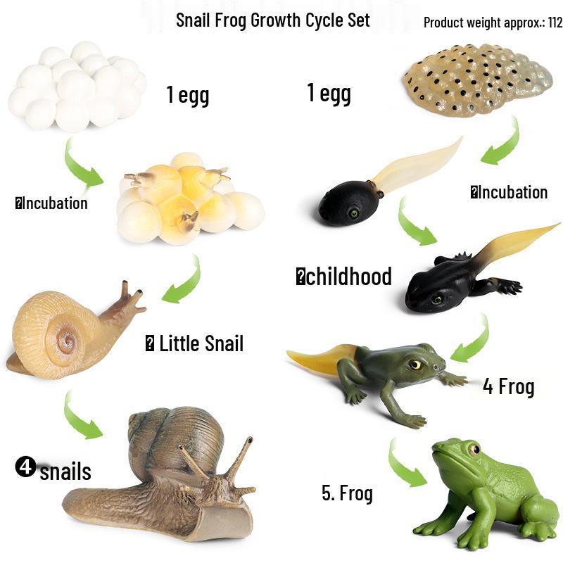 Animal Growth Cycle Simulation Toy Set: Solid Snail & Frog Models for Science Education