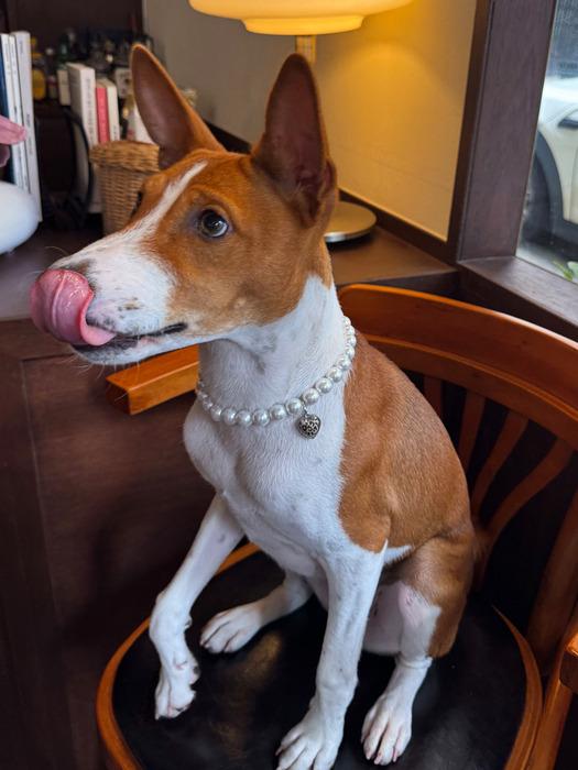 BURGERPIN BGP Ожерелье Сердце Лео Жемчуг S