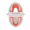 Dental Typodont Teeth Model with Orthodontic Metal Bracket for Dentist Teaching Research Dental Laboratory