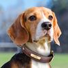 Personalized PU Leather Dog Collar Free Engraved Dog ID Tag Collars Pet Training Quick Control Necklace With Handle For Dogs