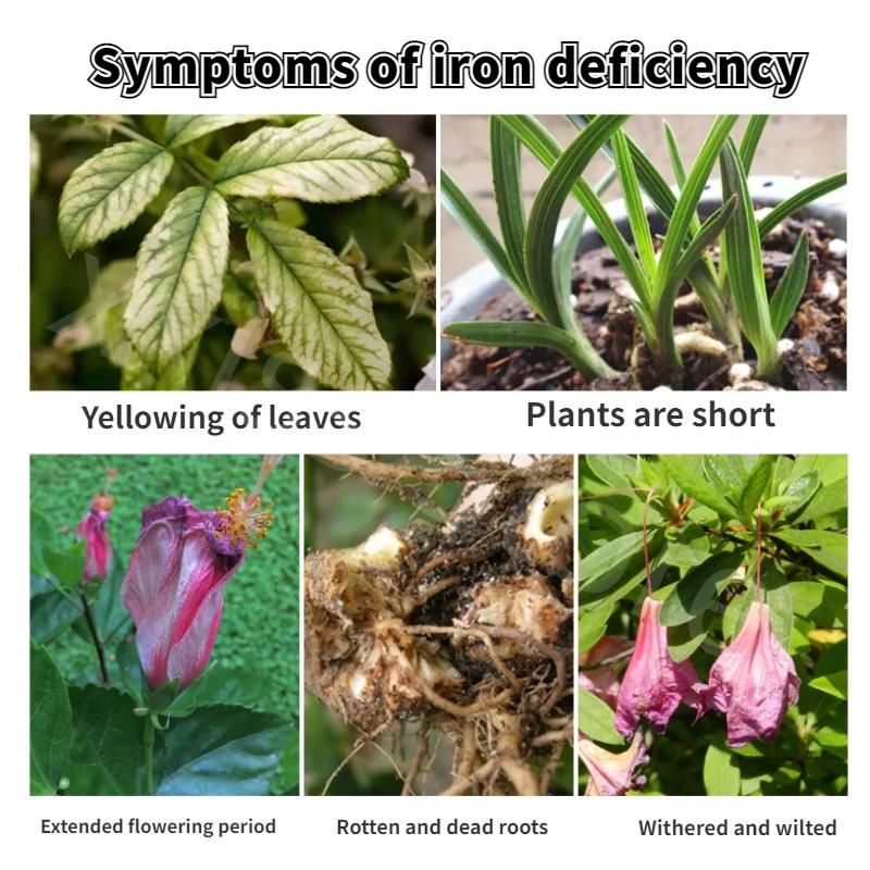 500g Ferrous Sulfate Flower Fertilizer Soil Improvement Acid Rose Rose Camellia Green Laurel Orchid Yellow Leaf Fertilizer