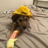 Dog Raincoat Hood Waterproof Reflective Strips for Small Medium Large Dog