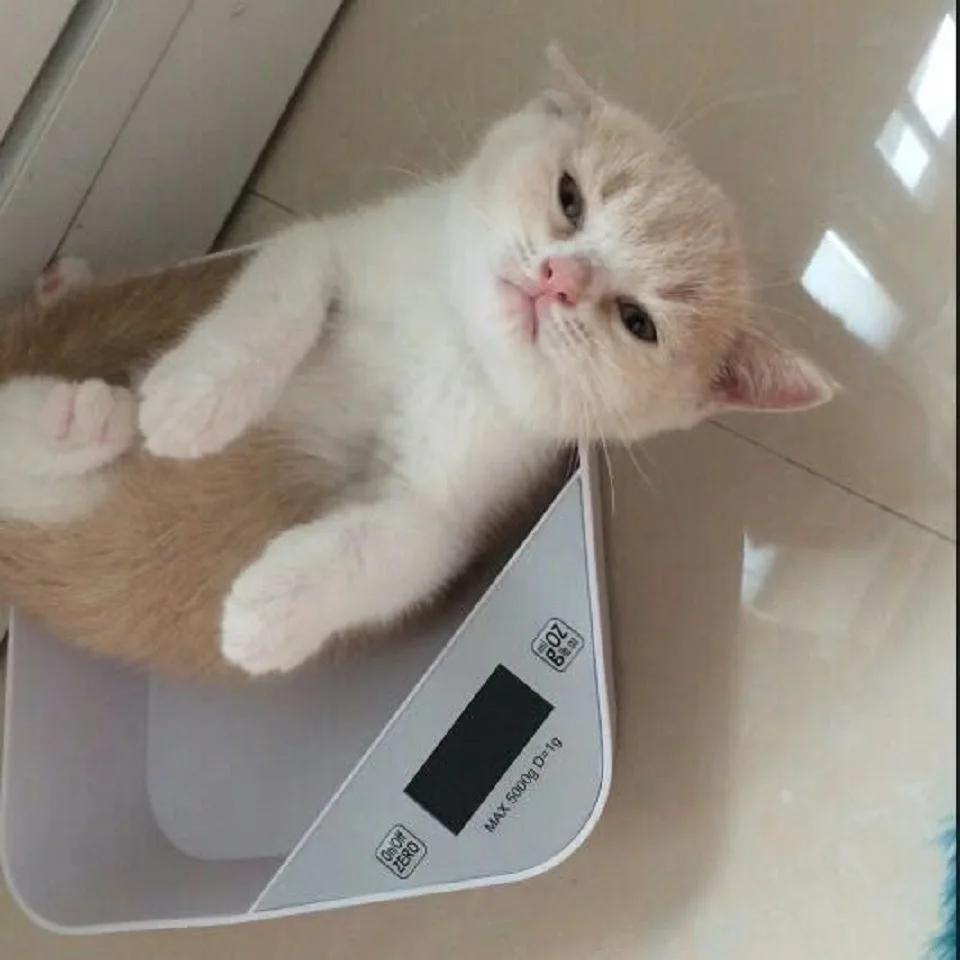 Váha pro malá zvířata pro kočky psy vážící 5000g miskový typ kuchyňská váha