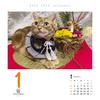 Cat Calendar 2026 Daily Calendar CK-C26-01