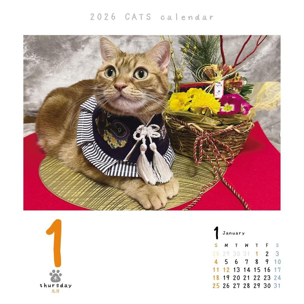 Cat Calendar 2026 Daily Calendar CK-C26-01