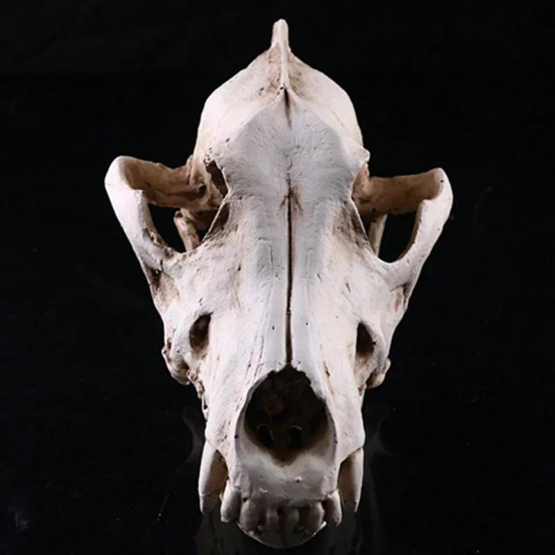 Resin Craft Halloween Decoration Lifelike Wolf Skull Statues Creative Home Decoration Skull Statue Sculpture Art Sketch Model