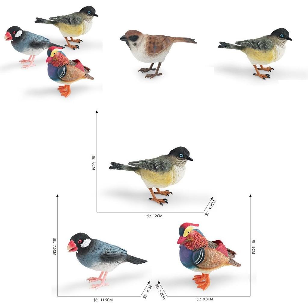 Animal Model Desktop Decor With Plastic Material For Educational Display And Bird Enthusiasts