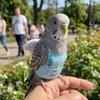 Adjustable Bird Flight Suit Breathable Anti-Bite Parrot Flying Harness Sun Protection Escape Proof Bird Flying Clothes