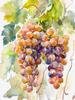 Blueberry Grapes Peaches Pomegranate Watercolor Fruit Poster Canvas Painting Modern Nature Wall Art Picture Home Decor Gift