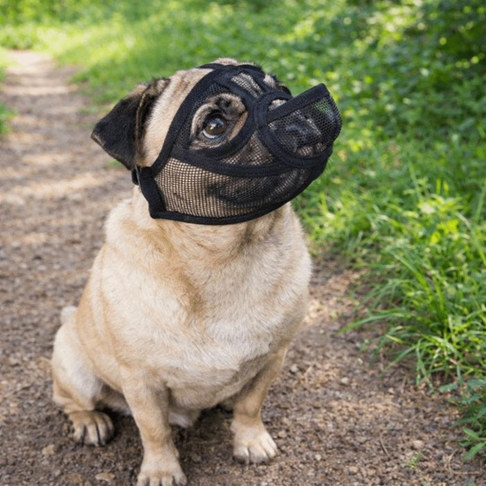 Mesh Dog Muzzle Anti-Eating Adjustable Dog Anti-Biting Muzzle Breathable Drinkable Dog Stop Barking Mask Outdoor Walking