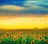 RUOPOTY Picture By Numbers Sunflower Flower Wall Art Unique Gift HandPainted Paint By Number Butterfly Decoration