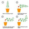 Clamps Plant Growth Manipulation Kits 150PCS 90 Degree Plant Bender Low Stress Training PVC Branches Trainers Bending Clips