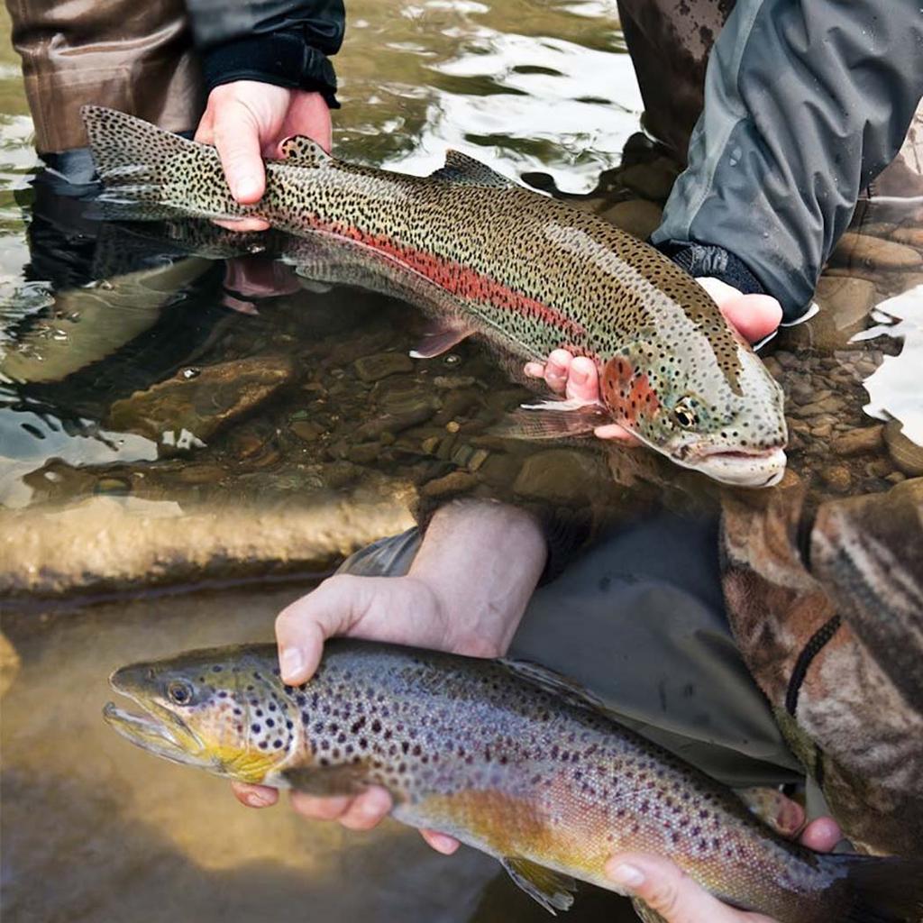 5/10 Stück/Set Künstliche Trockenfliegen Schmetterlings-Köder Mehrfarbig Fliegenfischen Köder Angeln Forelle Lachs Barsch Motte Schmetterling Insekt Köder