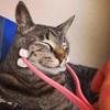 Face Massager Roller for Cat Silicone Massager Roller with Non-slip Grip