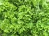 250 Batavia Lettuce Seeds - SemiWild Permaculture