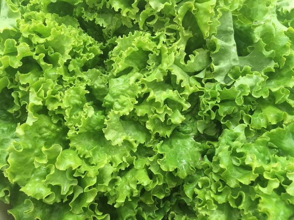 250 Batavia Lettuce Seeds - SemiWild Permaculture