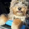 Car Window Dogs Chin Support Pad Soft EVA Dogs Car Window Edge Chin Holder Portable Pets Travel Accessories Chin Protect Tool