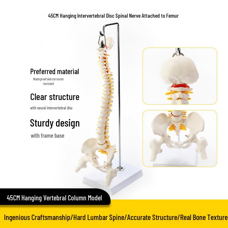 Adult 1:1 Human Spine Model for Chiropractic Practice - Cervical, Lumbar, and Skeleton Display