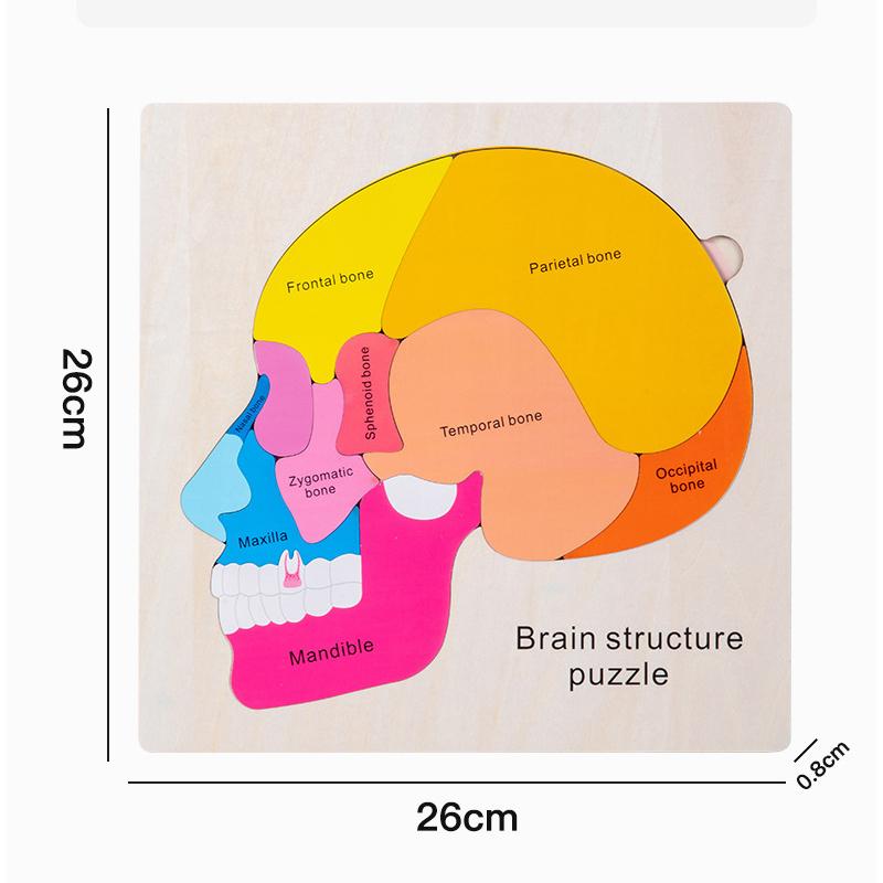 

Ages 3+ Wooden Brain Anatomy Learning Puzzle Game Multicolored Educational Cognitive Toy for Early Science Montessori Toys