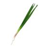 Simulated Vegetables Realistic Scallions Garlic Sprouts Props for Hotel Kitchens