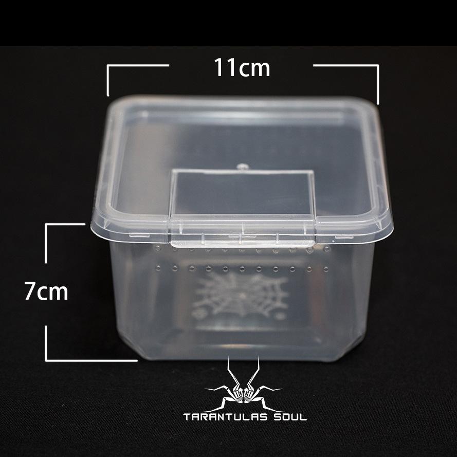 Amphibious Terrarium: For Reptile, Frog, Salamander, Snail, Silkworm, & Spider Rearing