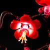 Flower Plum Blossom Led Light Kit For 10369 The Creator Botanical Collection Not Include Building Block (Only Lighting Set)