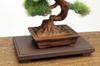 PLATZ The Bonsai 4 Plastic Model 1/12 BON-04
