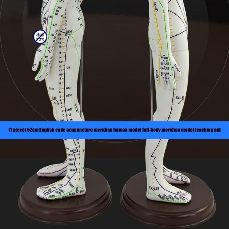 Model Uman pentru Practică de Acupunctură cu Puncte de Acupunctură și Meridiane Punct Model Masculin de Acupunctură Model Feminin de Acupunctură