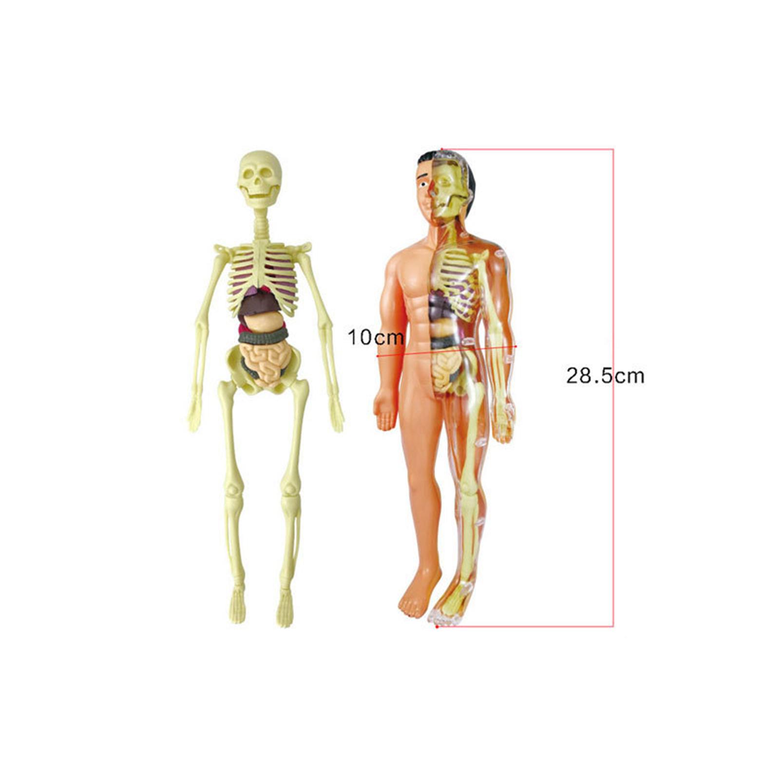 

Human Body Model Skeleton Simple Assembly Learning Tool Kit Anatomy Model Display STEM Educational Gift Teaching TXMR-026