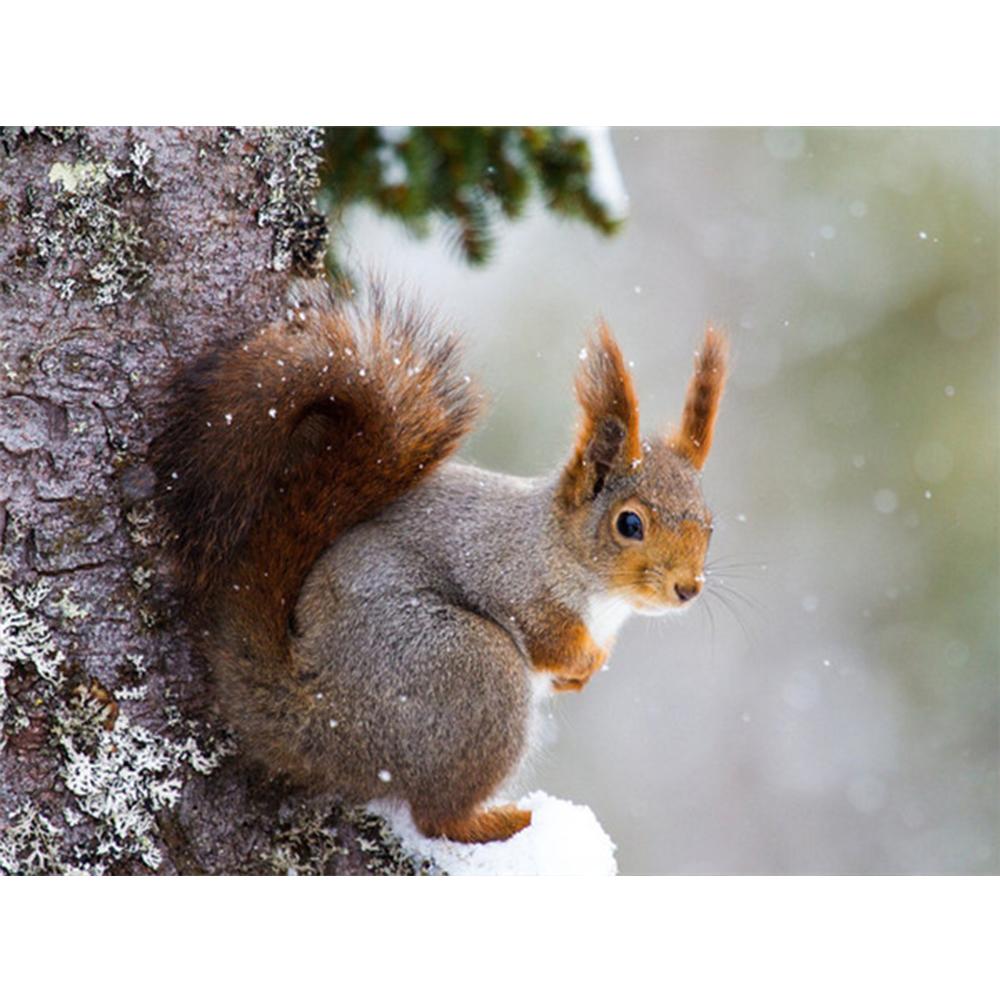 Diamond Painting Squirrel Rhinestone Kit Full Drill Square Diamond Embroidery Animal Mosaci Winter Needlework Wall Art
