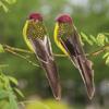 2PCS  Fake Birds Artificial Feather Foam Doves Wedding Garden Decoration