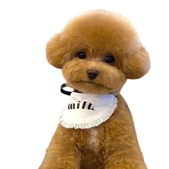 cute pet accessories