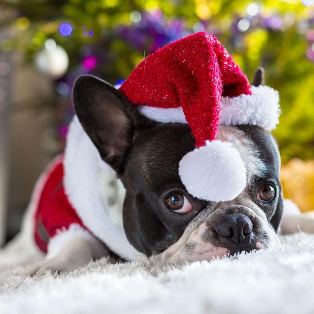 Pet Red Christmas Hat - Festive Little Red Riding Hood for Dogs & Cats
