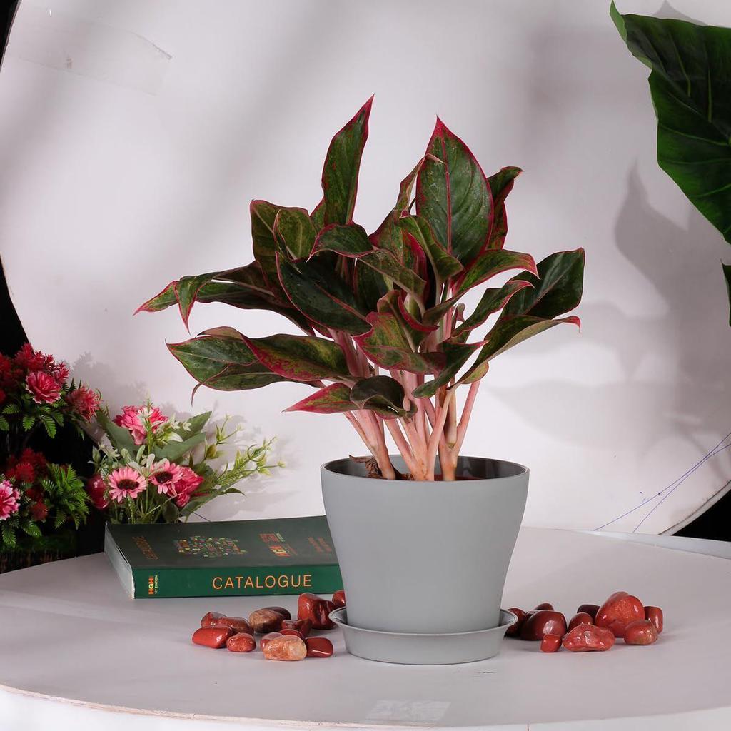 Kulaté květináče na rostliny s podmisou|Vnitřní a venkovní květináč pro dekoraci domova/kanceláře/stolu/zahrady/balkónu|5,5 palce