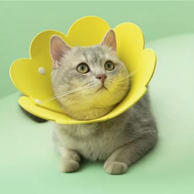 Katzen – Katzenpflege