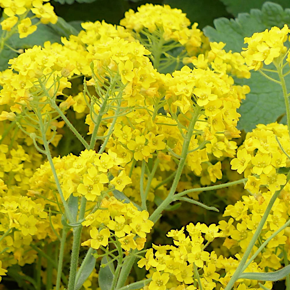 Express-Blumenmischung Łączka 500 g Samen mit schnellem Blütenwachstum, gemischte Farbsorten