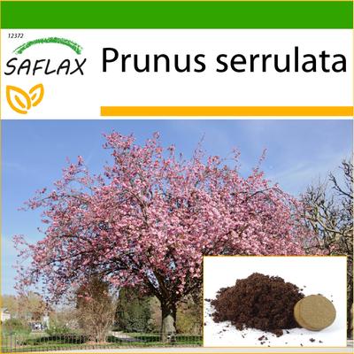 Yabani Siyah Kiraz - 30 tohum - Daha iyi yetiştirme için saksı substratı ile - Prunus serrulata