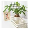 Aomeiyou Transparent Self-Watering Hydroponic Planter