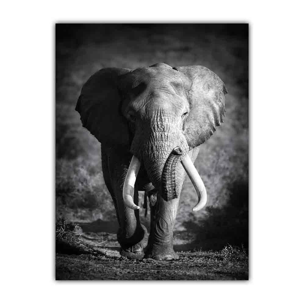 Animal Elephant Black and White Print Art Canvas Poster For Living Room Decoration Home Wall Picture