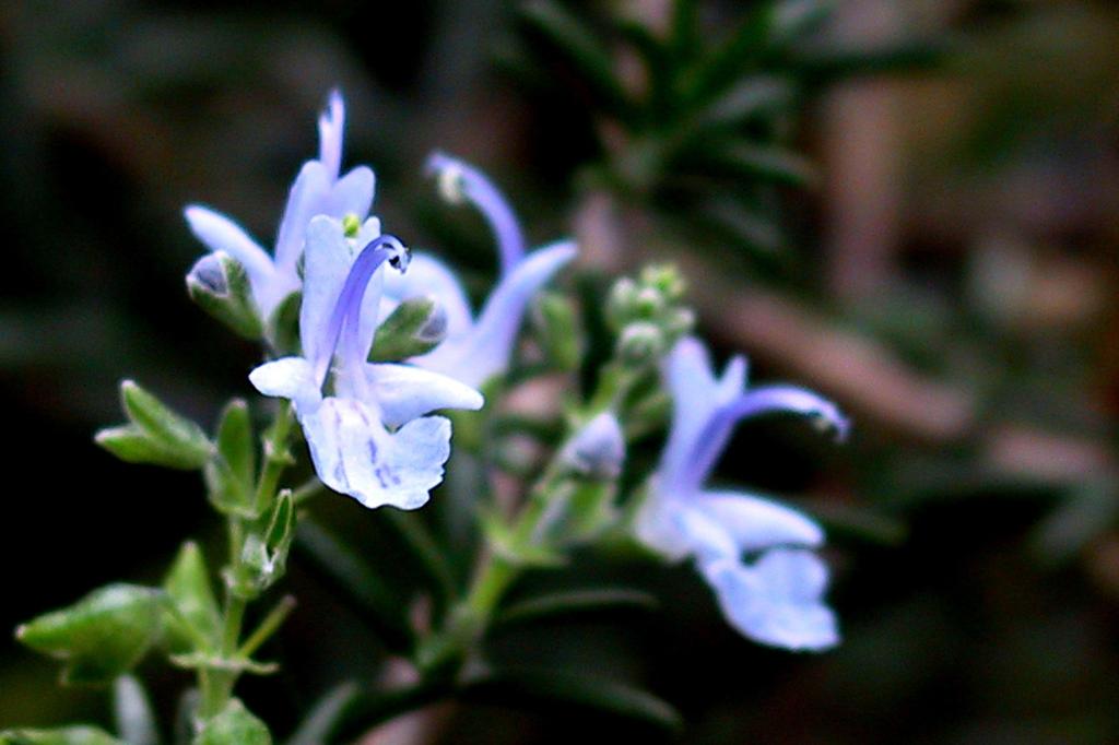 SAFLAX Zahrada v sáčku - Rozmarýn - 100 semen - Se substrátem ve vhodném stojacím sáčku - Rosmarinus officinalis