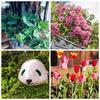 10 G Difenoconazole Fungicide Plant Safety Sterilization Disinfectant Garden Bonsai