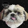 Shih Tzu Dog Shower Curtain Bathroom Polyester Waterproof Bath Curtains With Hooks