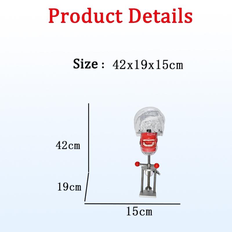 Dental Phantom Head Model with Bench Mount Teeth Exercise Practice Simulator Ready Stock