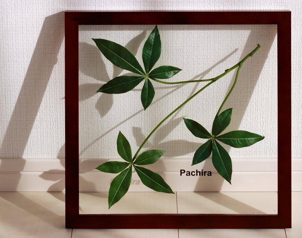 Pachira leaf panel made from Ayu straw with display instructions. Wall-mounted, framed leaf panel art panel for living rooms, entryways, and as a