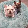 Langes, superweiches Hundebett aus Plüsch, runde Haustiermatte, abnehmbar und waschbar, Schlafsack, Liege, Katzenhaus, Sofakorb für kleine, mittelgroße und große Hunde